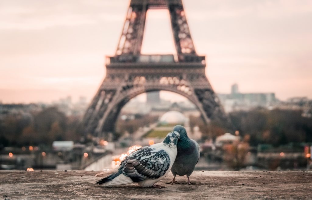 Fiente Pigeon