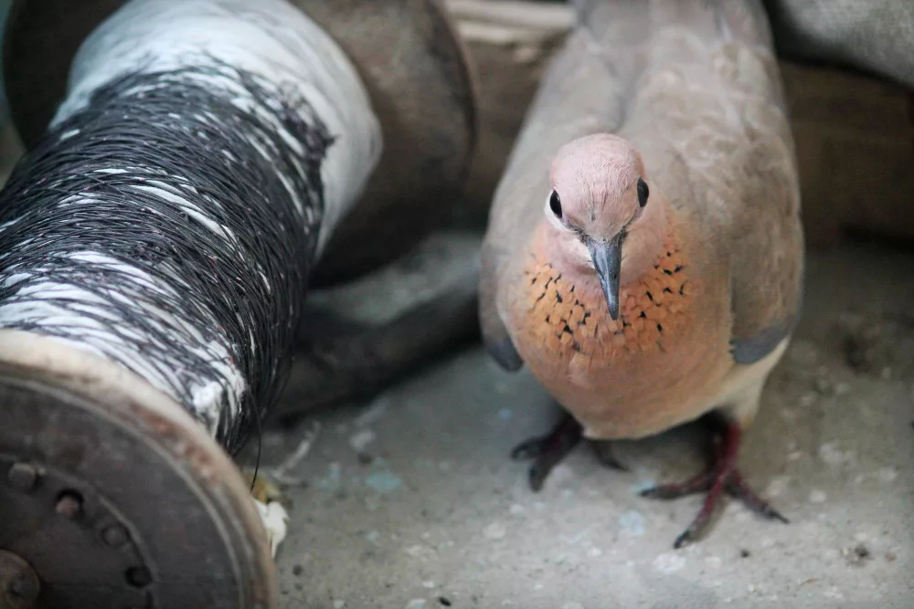 Nettoyage fientes de pigeons dans le Nord de la France​