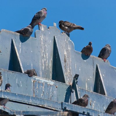 nettoyage fientes de pigeons